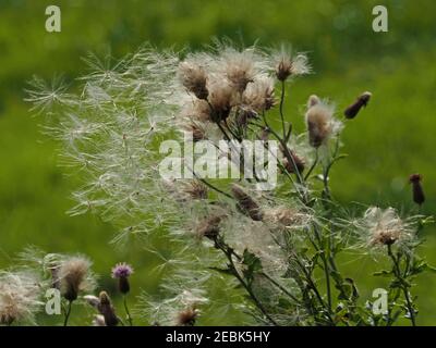 Sole su fiammante thistledown bianco soffiato dal vento che soffia via dalle teste di mare in leggera brezza nel prato in Eden Valley Cumbria, Inghilterra, Regno Unito Foto Stock