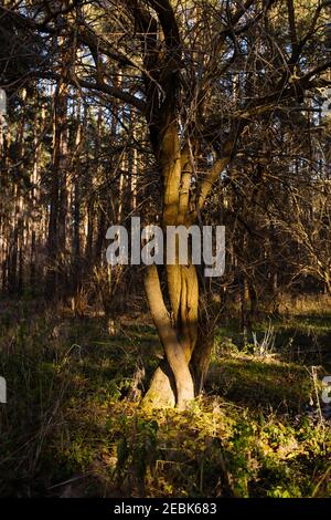 Il sole brilla attraverso i rami di un maestoso albero Foto Stock