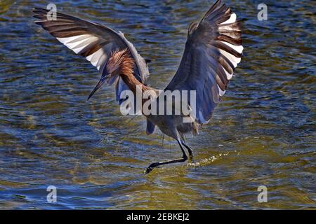 Bella Egret rossastro spalma le ali ampie e alte running attraverso Acqua a South Padre Island in Texas Foto Stock