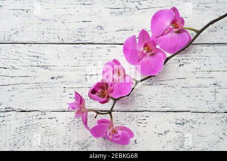 Bella orchidea viola su sfondo bianco di legno. Vista dall'alto. Foto Stock