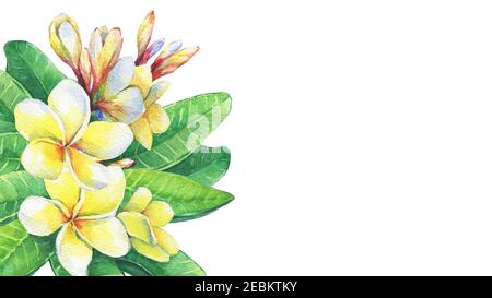 Biglietto d'auguri con fiori tropicali frangipani (plumeria, Plumeria rubra).Watercolor dipinto a mano illustrazione isolato su sfondo bianco. Foto Stock