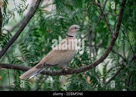 Eurasian Collared-dove (Streptopelia decaocto) che si trova su un ramo di albero Foto Stock