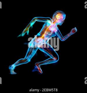 Anatomia Umana, illustrazione Foto Stock