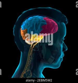 Anatomia cerebrale umana, illustrazione 3D Foto Stock