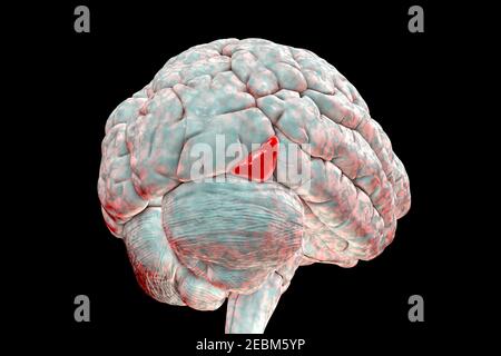 Cervello evidenziando il gyrus occipitale inferiore, illustrazione Foto Stock