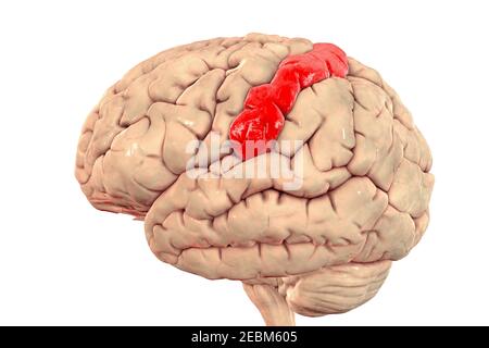 Cervello umano con gyrus postcentrale evidenziato, illustrazione Foto Stock