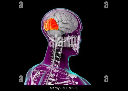 Cervello umano con lobi occipitali evidenziati, illustrazione Foto Stock