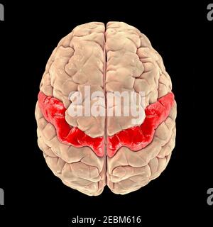 Cervello umano con girus precentrale evidenziato, illustrazione Foto Stock