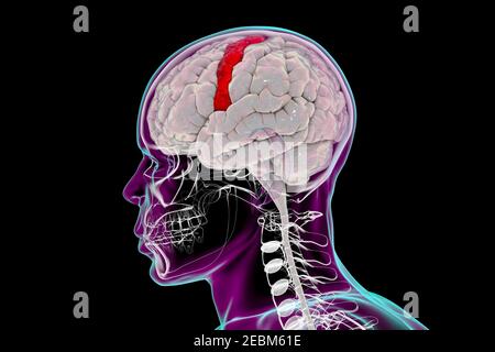 Cervello umano con girus precentrale evidenziato, illustrazione Foto Stock