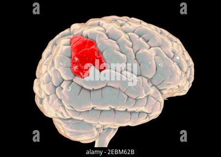 Cervello con gyrus sopramarginale evidenziato, illustrazione Foto Stock