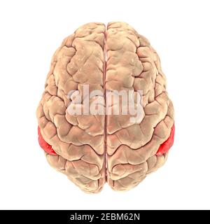 Cervello con gyrus sopramarginale evidenziato, illustrazione Foto Stock