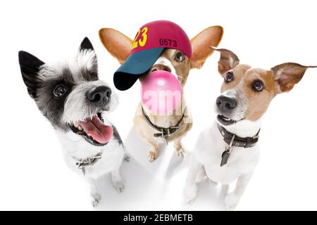 gruppo di squadra fila di cani che prendono un selfie isolato su sfondo bianco, sorriso e felice istantanea Foto Stock