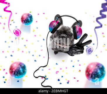 il cane da corrida francese suona musica in un club con disco ball , isolato su sfondo bianco, con disco in vinile Foto Stock