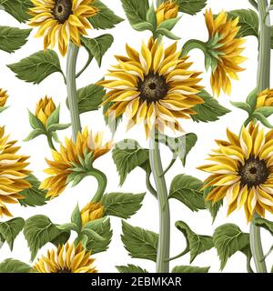 Motivo senza cuciture con girasoli su sfondo bianco. Illustrazione Vettoriale