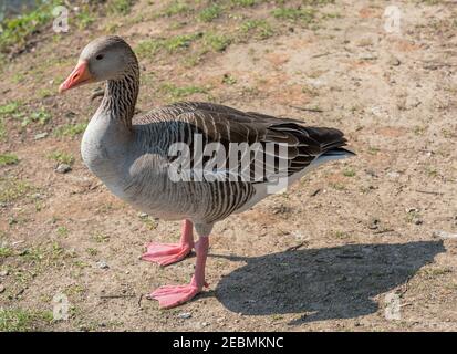 Gylag oca, Anser anser, adulto, si erge su terreno sabbioso Foto Stock