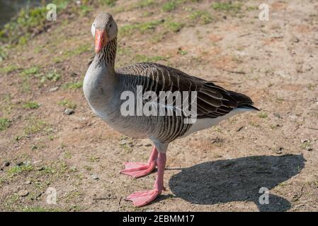 Gylag oca, Anser anser, adulto, si erge su terreno sabbioso Foto Stock