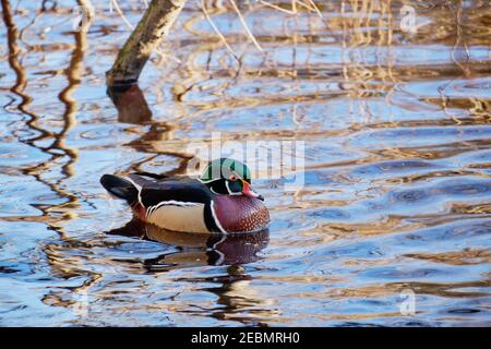 Anatra colorata in legno che nuotano sulla laguna perduta delicatamente increspata nel mese di gennaio. L'acqua delicatamente increspata riflette il cielo blu e la vegetazione pallida e di colore paglierino Foto Stock