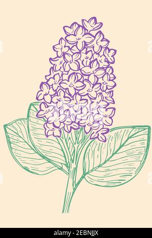 Ramo di lilla disegnato a mano. Schizzo vettoriale a colori del lilla. Fiori viola, fiore primaverile. Oggetto isolato. Illustrazione Vettoriale