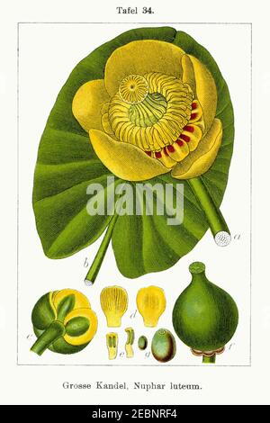 Nuphar lutea - Deutschlands Flora in Abbildungen nach der Europa - vol. 5 t. 34 - pulire. Foto Stock