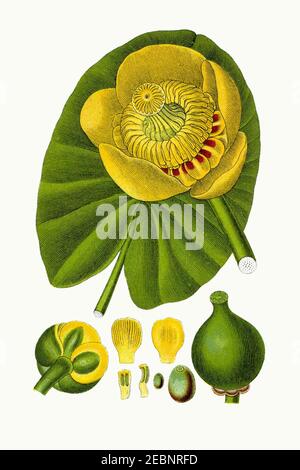 Nuphar lutea - Deutschlands Flora in Abbildungen nach der Europa - vol. 5 t. 34 - pulito, senza legenda 01. Foto Stock