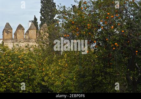 Alcazar di Siviglia (Real Alcazar de Sevilla): Vista delle pareti dall'esterno, dietro alberi di limone e arancio. Spagna Foto Stock