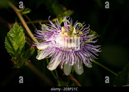 Un Passionflower viola (Passiflora incarnata) con sfondo scuro. Foto Stock