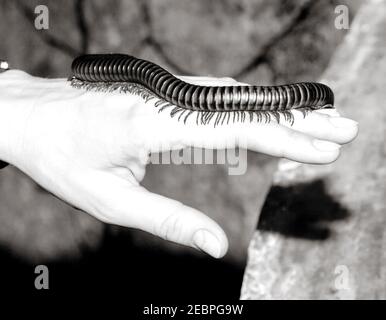 un grosso worm millipede dall'asia Foto Stock