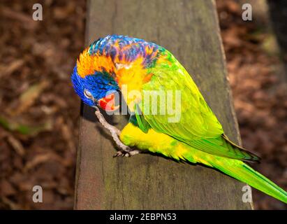 La Rainbow lorikeet è una specie di pappagallo trovato in Australia. È comune lungo la costa orientale, dal Queensland del Nord a Sud Australia. Foto Stock