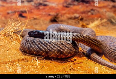 Il serpente bruno orientale (Pseudonaja textilis), spesso indicato come il serpente bruno comune, è un serpente altamente venomous della famiglia Elapidae, nativo Foto Stock