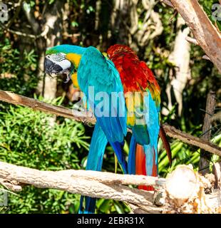 I macaws sono conosciuti come i giganti del mondo del pappagallo. Il macaw del giacinto è il pappagallo più lungo, con una lunghezza della testa alla coda di quasi 40 pollici. Foto Stock