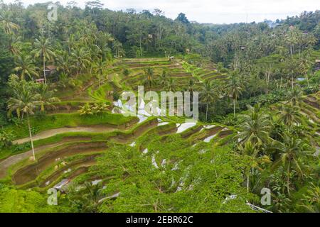 Vista aerea di lussureggianti piantagioni di risaie irrigate verdi piene d'acqua sulla collina nella giungla campi di riso terrazzati nella foresta pluviale di Bali, Indonesia Foto Stock
