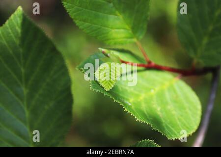 Primo piano di una nuova foglia di ontano che cresce su un ramo Foto Stock