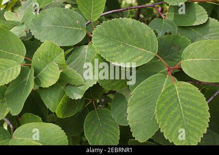 Uno sfondo di foglie verdi di ontano su un arbusto Foto Stock