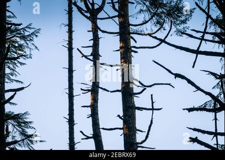 Douglas Fir alberi silhouette contro il cielo blu Foto Stock