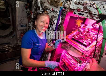 Astronauta e spedizione della NASA 64 l'ingegnere di volo Shannon Walker raccoglie campioni di foglie provenienti da piante che crescono all'interno del laboratorio europeo Columbus a bordo della Stazione spaziale Internazionale 28 gennaio 2021 a Earth Orbit. L'agricoltura spaziale è fondamentale per il successo e la sostenibilità delle future missioni umane sulla Luna, su Marte e oltre. Foto Stock