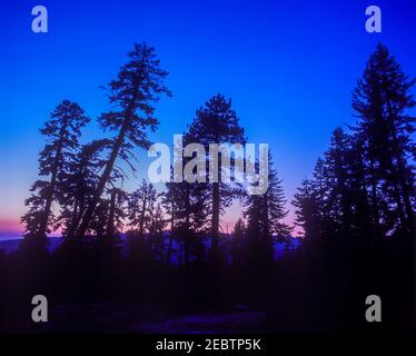 2000 STORICI ALBERI FIR GLACIER POINT YOSEMITE NATIONAL PARK CALIFORNIA STATI UNITI Foto Stock