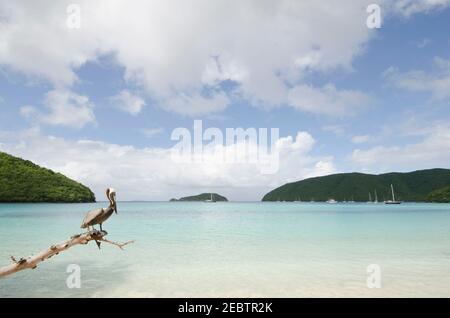 USA, USA Virgin Islands, St. John, Pelican che perching su log su spiaggia tropicale Foto Stock