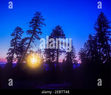 2000 STORICI ALBERI FIR GLACIER POINT YOSEMITE NATIONAL PARK CALIFORNIA STATI UNITI Foto Stock