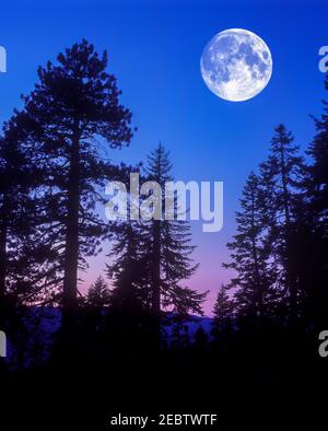 2000 STORICI ALBERI FIR GLACIER POINT YOSEMITE NATIONAL PARK CALIFORNIA STATI UNITI Foto Stock