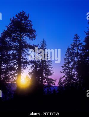 2000 STORICI ALBERI FIR GLACIER POINT YOSEMITE NATIONAL PARK CALIFORNIA STATI UNITI Foto Stock