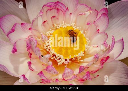 Il Nymphaeaceae sono acquatiche, erbe rhizomatous .i membri di questa famiglia sono comunemente chiamato water lilies Foto Stock