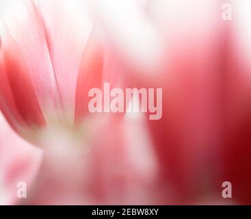 Primo piano di tulipani rosa sfocati Foto Stock