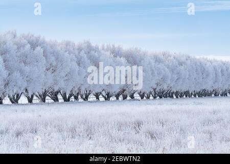 USA, Idaho, Bellevue, paesaggio invernale con fila di alberi ghiacciati Foto Stock