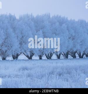 USA, Idaho, Bellevue, paesaggio invernale con fila di alberi ghiacciati Foto Stock