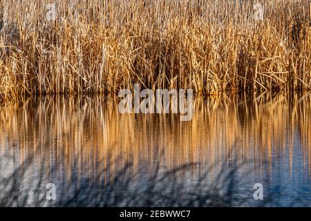 USA, Idaho, Bellevue, canne lungo il torrente a Silver Creek Preserve Foto Stock