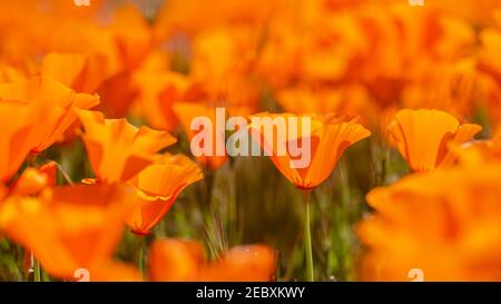 Nelle calde aree estive, i papaveri fioriranno in primavera e all'inizio dell'estate. I papaveri della California fioriscono nell'Antelope Valley California, California, Poppy Reserve SNR. Foto Stock