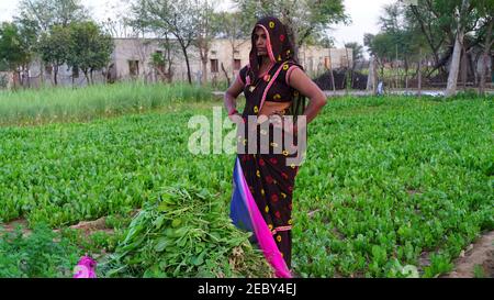 08 Febbraio 2021- Khatoo, Jaipur, India. Donna indiana in campo verde. Donne con il mucchio di erba verde per l'alimentazione degli animali. Campagna India più vita Foto Stock