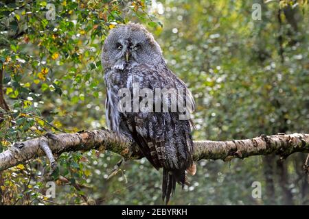 Grande Gufo grigio, Strix nebulosa Foto Stock