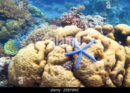 Stella marina sulla barriera corallina. Corallo giallo e stelle marine blu. Stella di pesce in riva al mare foto subacquea. Modello di banner tropicale per lo snorkeling. Fauna marina. M Foto Stock