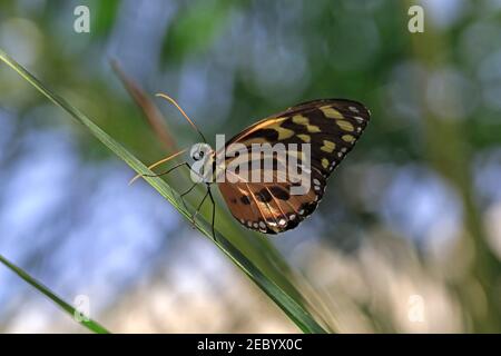 Heliconius ismenius, Tiger Heliconian Butterfly Foto Stock